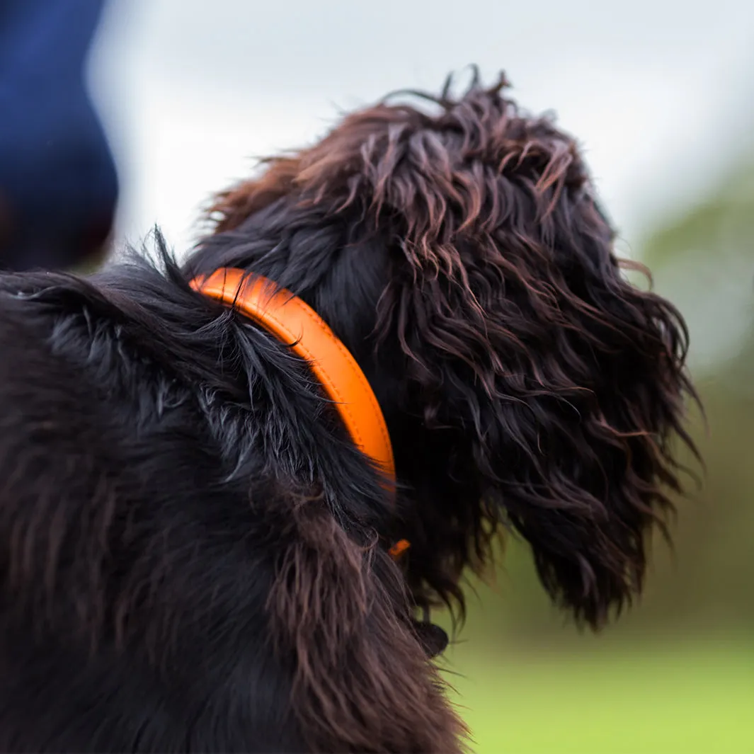 Classic Leather Dog Collars by Petiquette