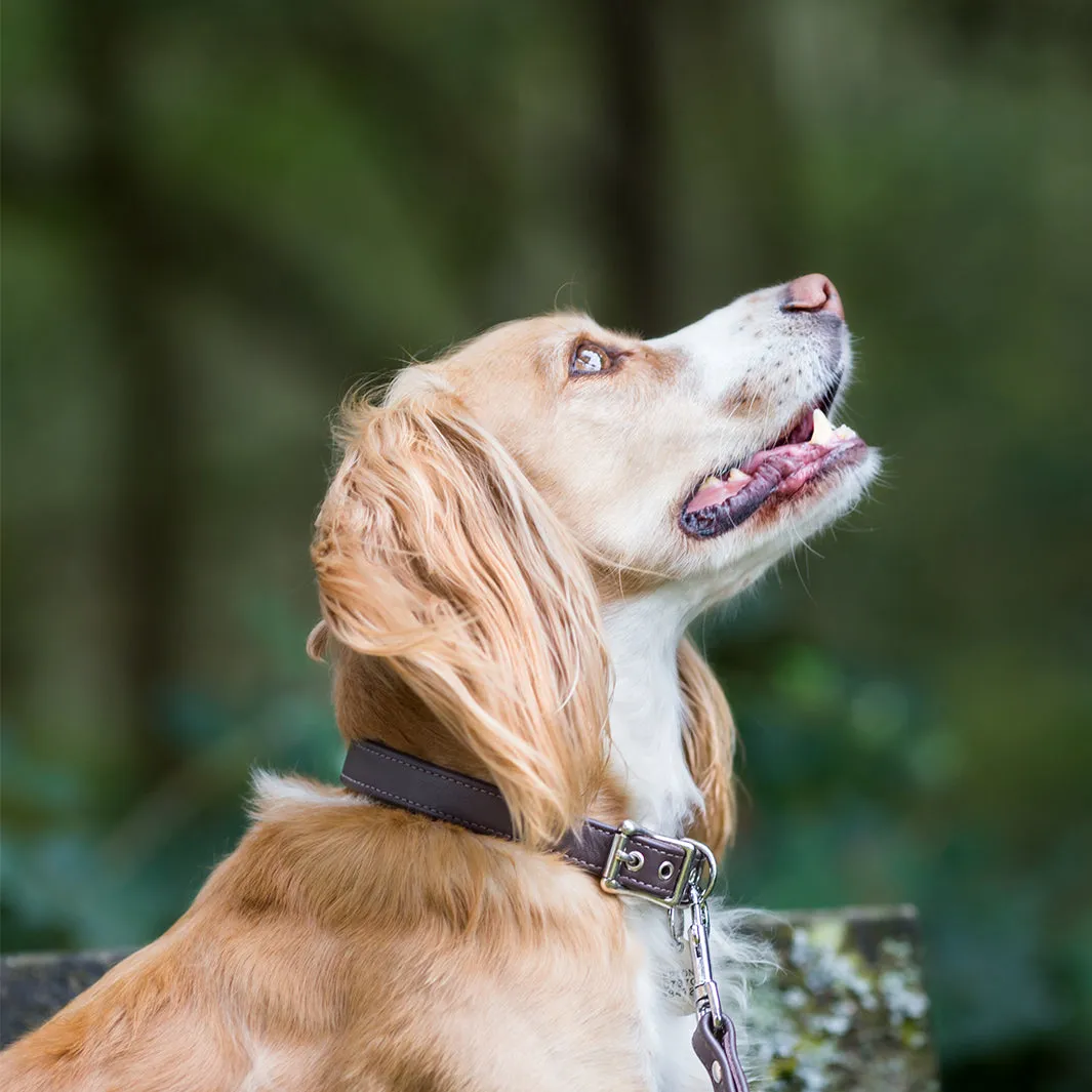 Classic Leather Dog Collars by Petiquette